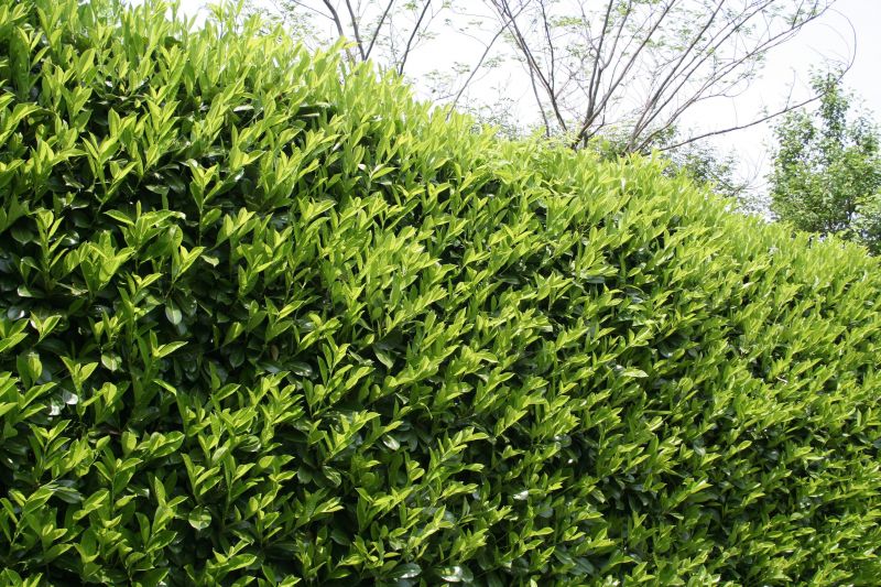 Lush Green Shrubs